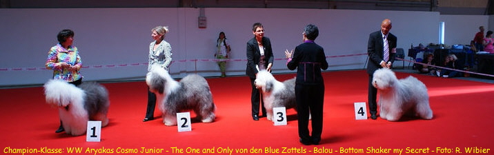Champion-Klasse: WW Aryakas Cosmo Junior - The One and Only von den Blue Zottels - Balou - Bottom Shaker my Secret - Foto: R. Wibier