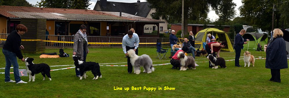 Line up Best Puppy in Show