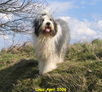 Linus April 2006