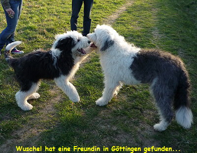 Wuschel hat eine Freundin in Göttingen gefunden...
