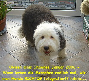 Okleen alias Shawnee Januar 2006 -
Wann lernen die Menschen endlich mal, wie
man Hunde RICHTIG fotografiert? hihihi...
