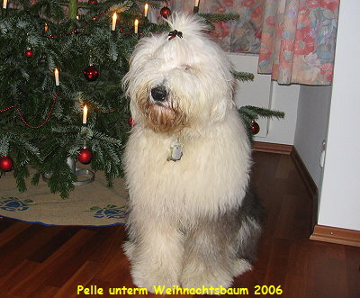 Pelle unterm Weihnachtsbaum 2006