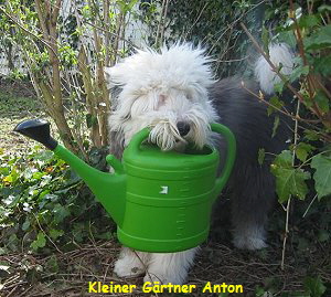 Kleiner Gärtner Anton