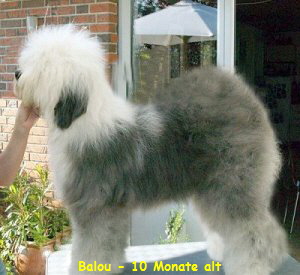 Balou - 10 Monate alt