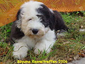 Bayuma Kenneltreffen 2006