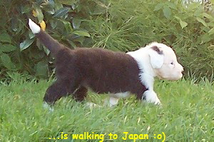 ...is walking to Japan :o)