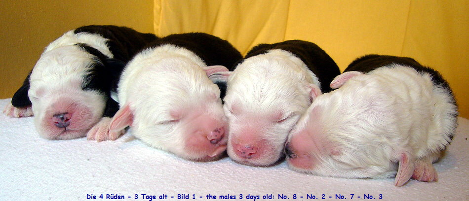 Die 4 Rden - 3 Tage alt - Bild 1 - the males 3 days old: No. 8 - No. 2 - No. 7 - No. 3