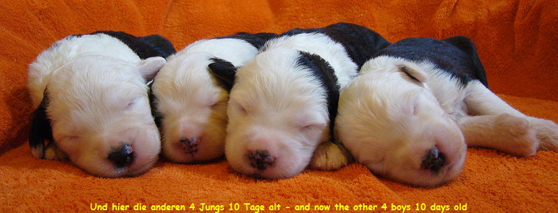 Und hier die anderen 4 Jungs 10 Tage alt - and now the other 4 boys 10 days old