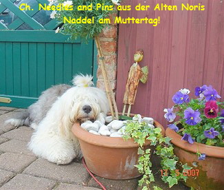 Ch. Needles and Pins aus der Alten Noris
Naddel am Muttertag!