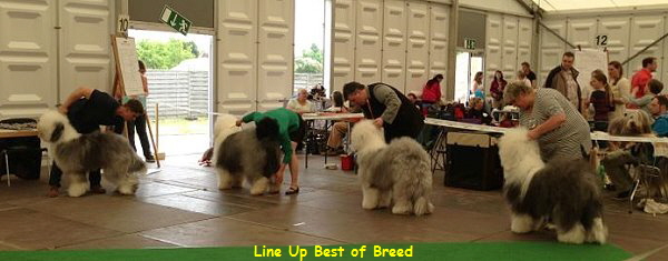 Line Up Best of Breed