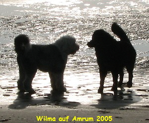 Wilma auf Amrum 2005