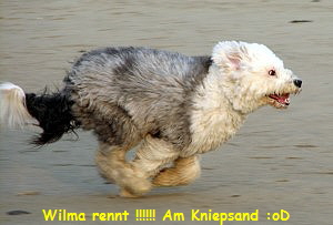 Wilma rennt !!!!!! Am Kniepsand :oD