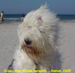 Kisses vom Winde verweht...Amrum 2005