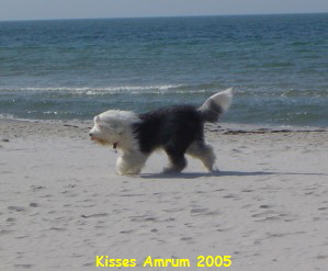 Kisses Amrum 2005