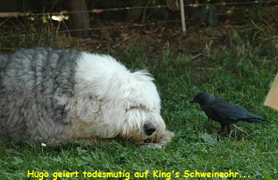 Hugo geiert todesmutig auf King's Schweineohr...