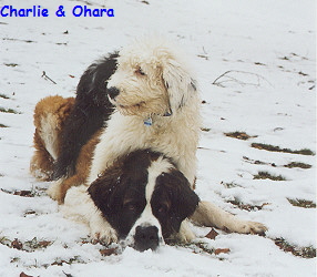 Charlie & Ohara