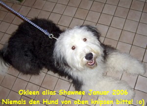 Okleen alias Shawnee Januar 2006
Niemals den Hund von oben knipsen bitte! :o)