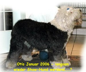 Otis Januar 2006 - langsam
wieder Show-Hund werdend...?