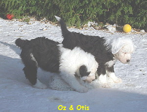 Oz & Otis