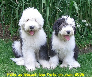 Pelle zu Besuch bei Perle im Juni 2006
