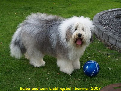 Balou und sein Lieblingsball Sommer 2007