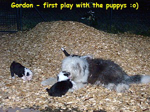 Gordon - first play with the puppys :o)