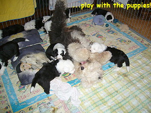...play with the puppies!