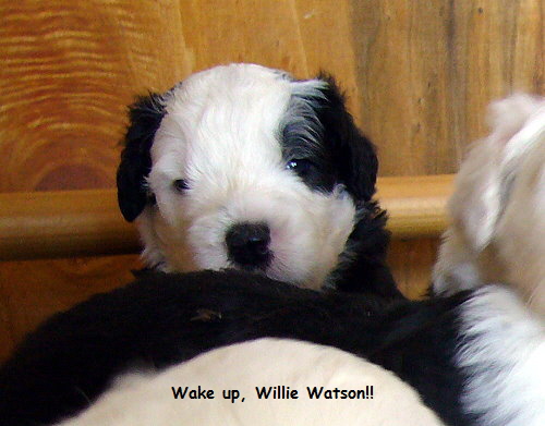 Wake up, Willie Watson!!
