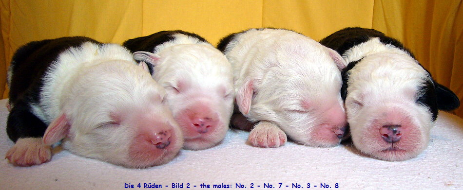 Die 4 Rüden - Bild 2 - the males: No. 2 - No. 7 - No. 3 - No. 8