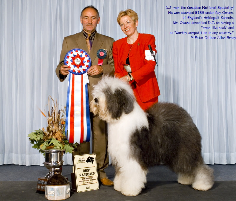 D.J. won the Canadian National Specialty!  
He was awarded BISS under Ray Owens,  
of England’s Amblegait Kennels.  
Mr. Owens described D.J. as having a  
